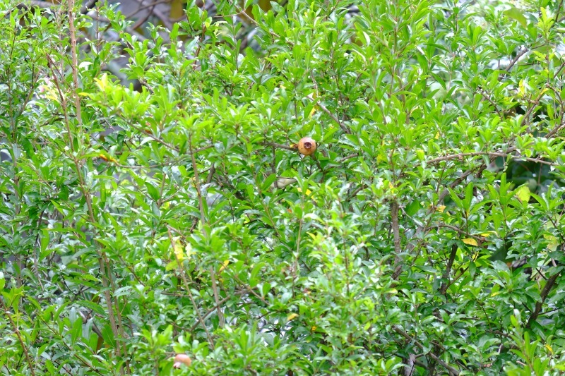 f0164227_15581389.jpg