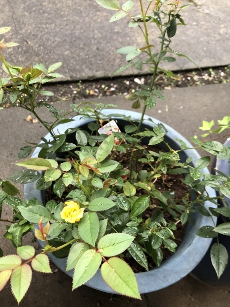 f0038336_09001263.jpeg