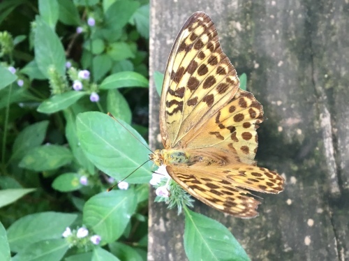 ダイアリー 9月半ばの小山田緑地_b0330040_13090739.jpeg