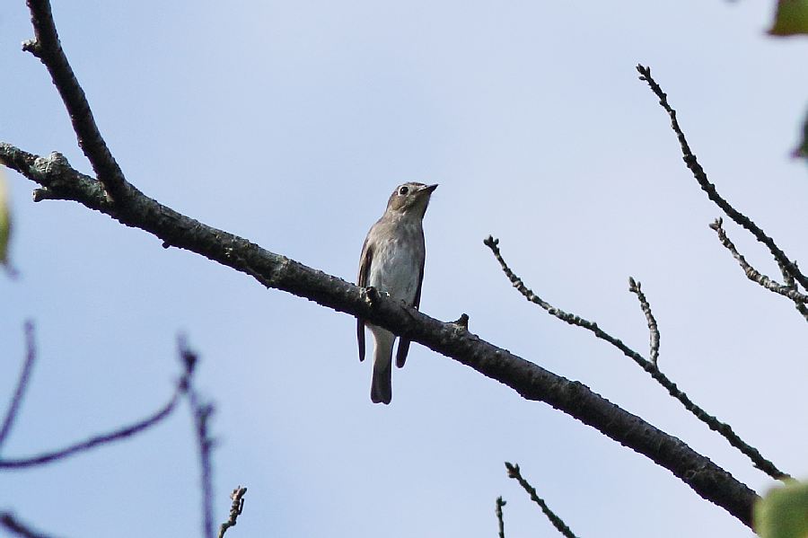 やっと秋の野鳥_e0077041_2114316.jpg