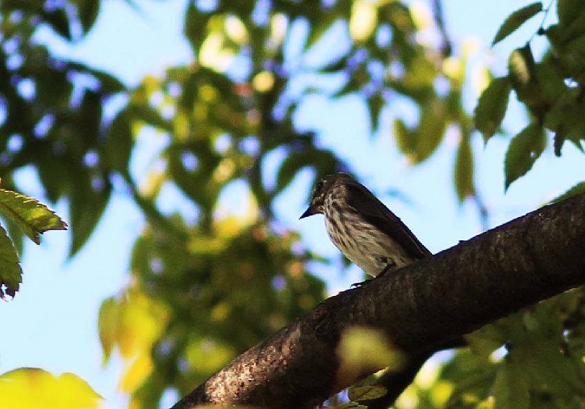 やっと秋の野鳥_e0077041_21154728.jpg