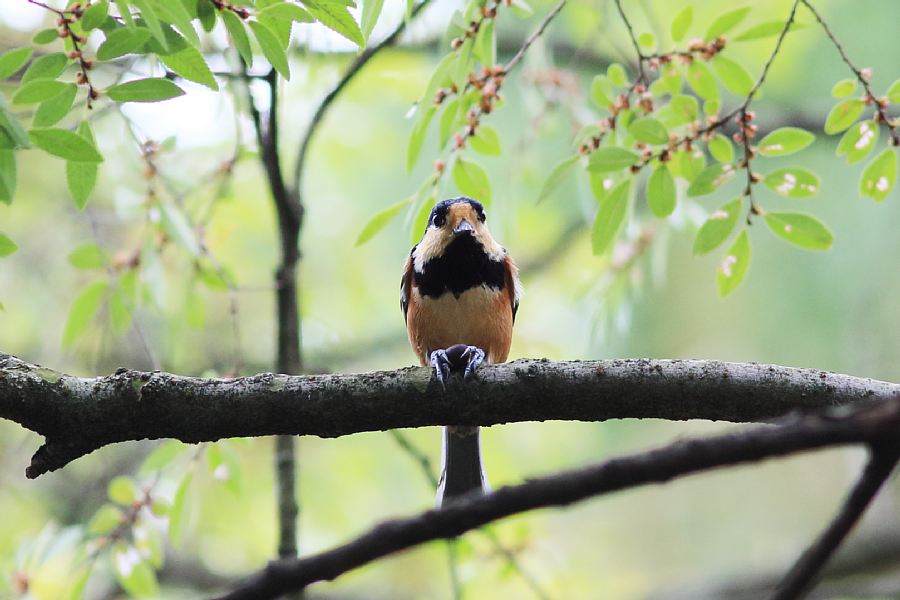 やっと秋の野鳥_e0077041_21173053.jpg