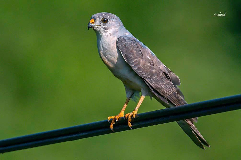 アカハラダカ（旅鳥　赤腹鷹、全長約30㎝）_d0238245_12350392.jpg