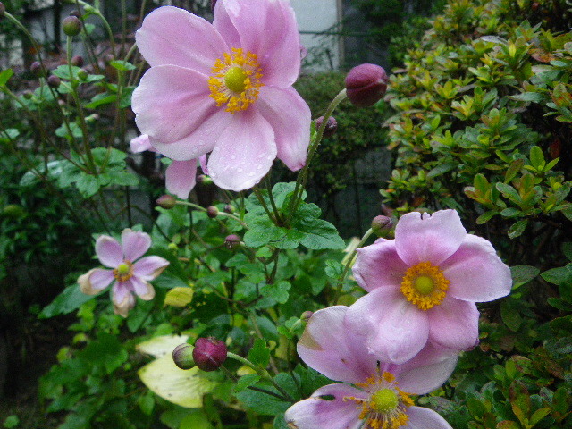 f0042665_18145392.jpg