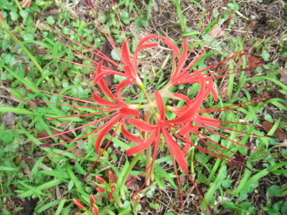 c0325468_18520381.jpg
