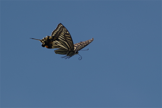 彼岸花咲く河川敷_e0167571_2142669.jpg