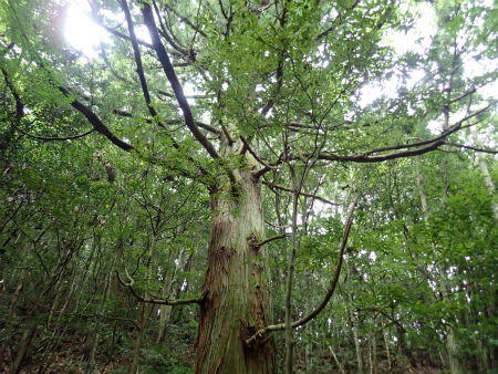 小爪谷から金山へ（福岡市早良区）_d0182075_05261919.jpg