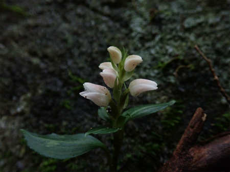 小爪谷から金山へ（福岡市早良区）_d0182075_05391041.jpg