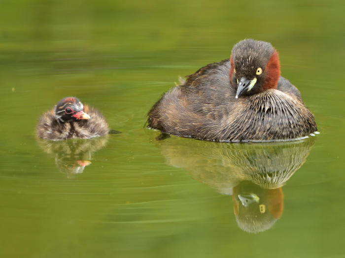 カイツブリ（鳰）/Little grebe_f0365975_15274125.jpg