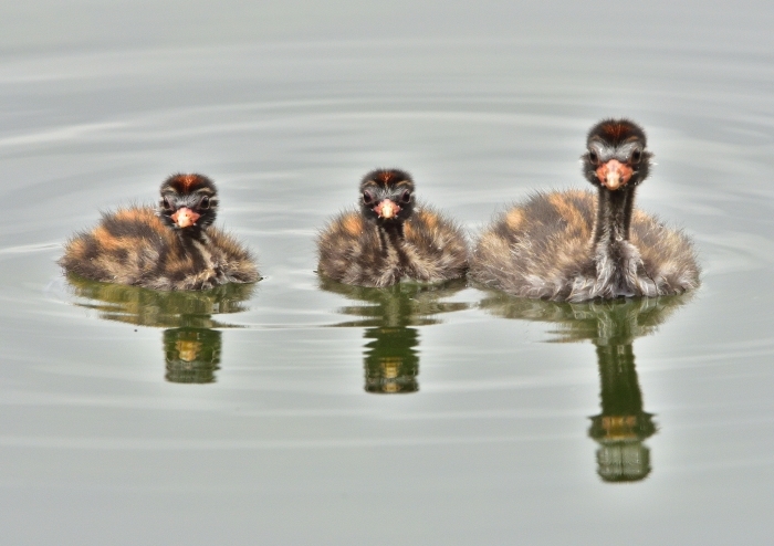 カイツブリ（鳰）/Little grebe_f0365975_15325004.jpg