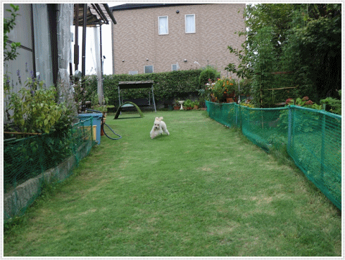 b0175688_20334494.gif
