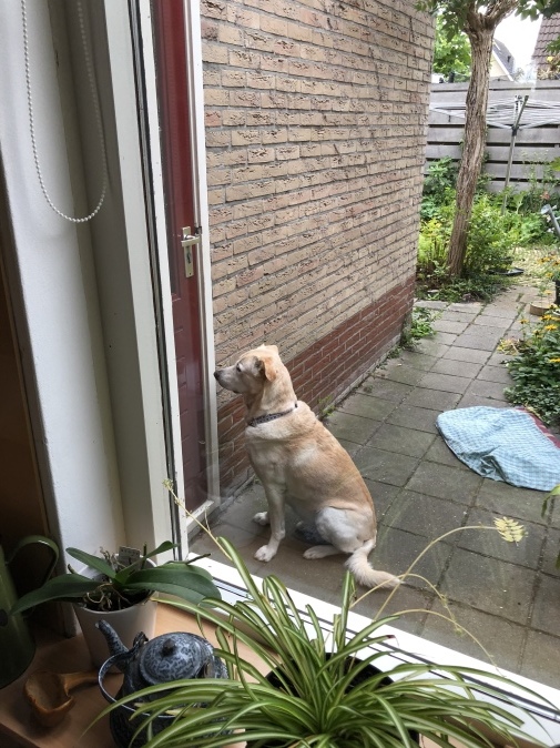 d0081889_17435756.jpeg