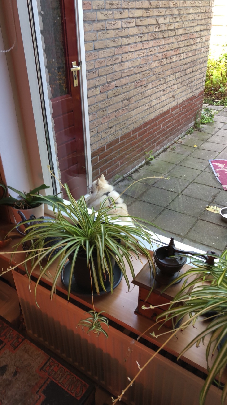 d0081889_17442334.jpeg