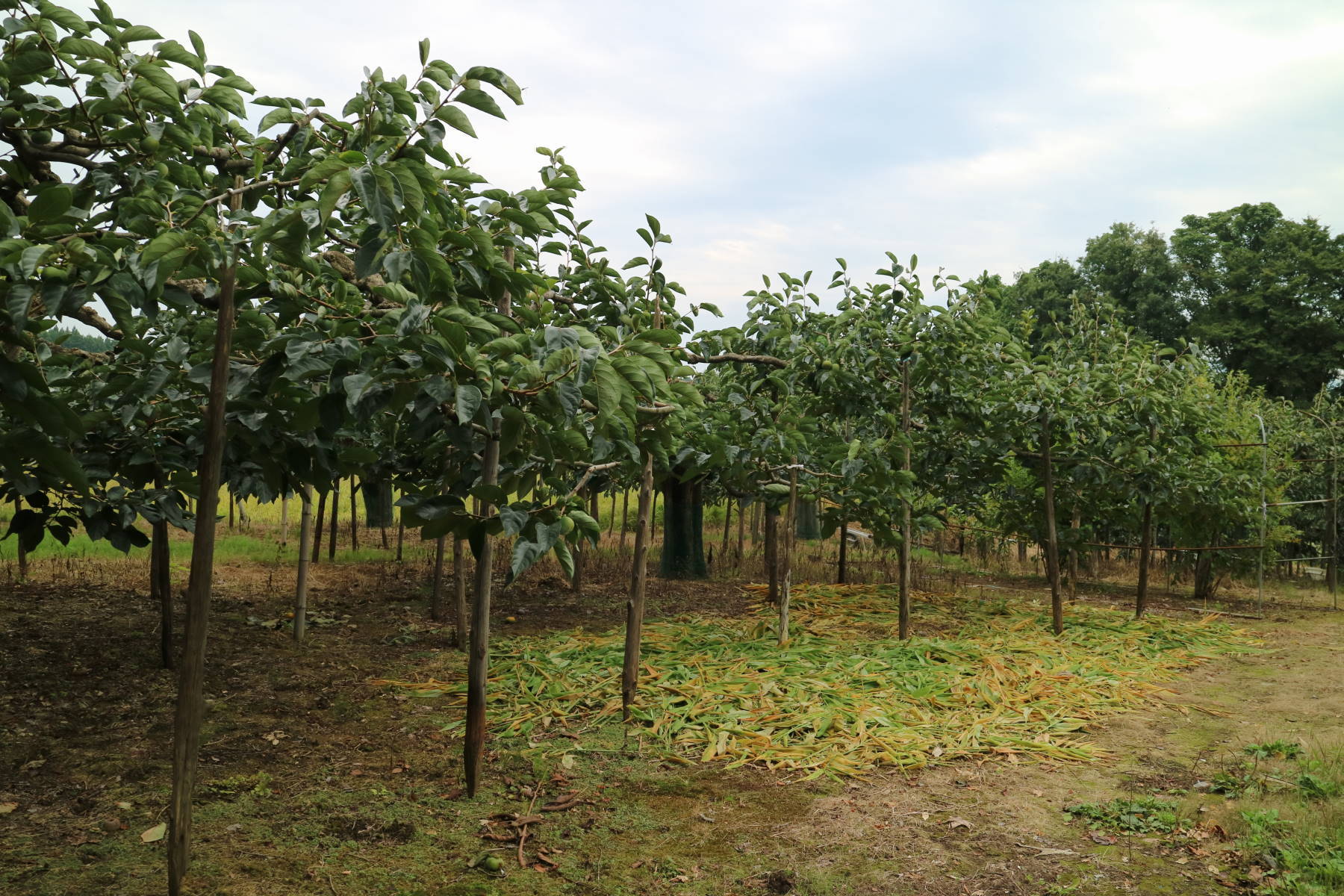 f0075595_07220397.jpg