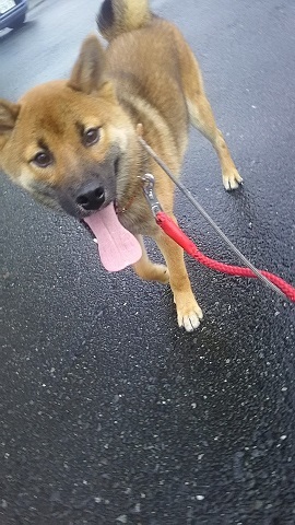 【犬猫・移動先募集】子猫たち、小型犬、老犬(9/15訪問)_f0242002_23035547.jpg