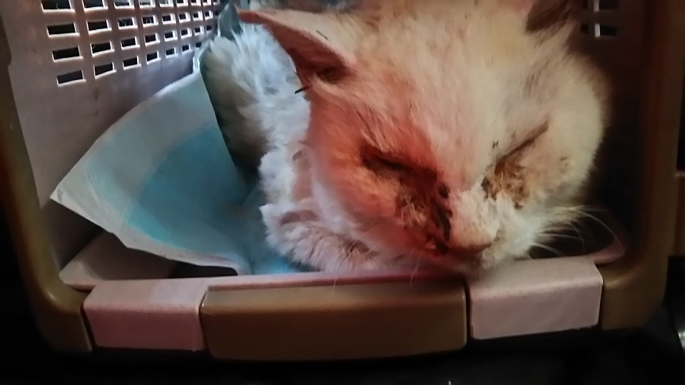 【犬猫・移動先募集】子猫たち、小型犬、老犬(9/15訪問)_f0242002_23041049.jpg