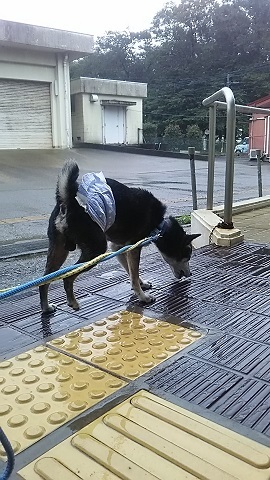 【犬猫・移動先募集】子猫たち、小型犬、老犬(9/15訪問)_f0242002_23050104.jpg