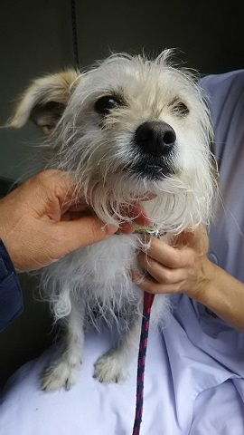 【犬猫・移動先募集】子猫たち、小型犬、老犬(9/15訪問)_f0242002_23083678.jpg