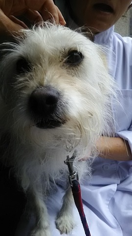 【犬猫・移動先募集】子猫たち、小型犬、老犬(9/15訪問)_f0242002_23084130.jpg