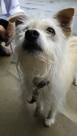 【犬猫・移動先募集】子猫たち、小型犬、老犬(9/15訪問)_f0242002_23085166.jpg