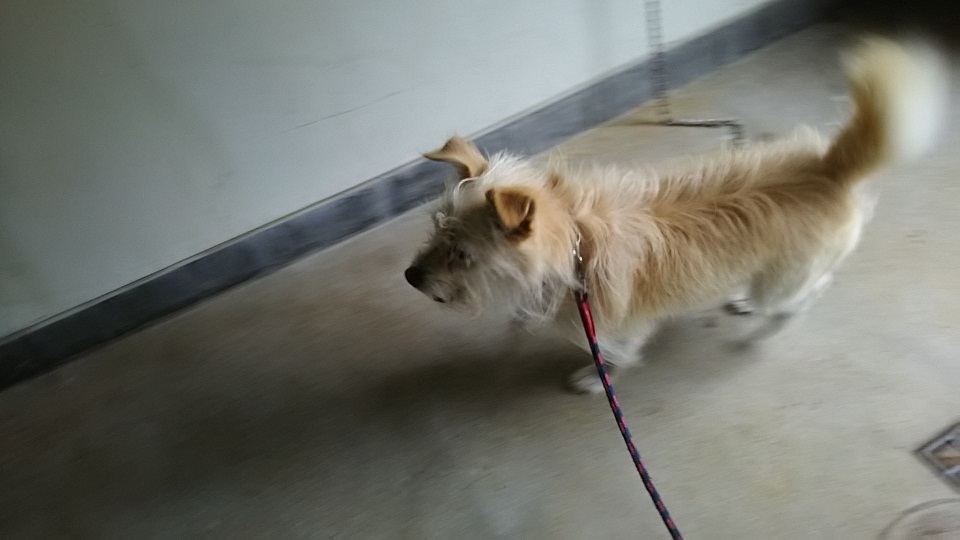 【犬猫・移動先募集】子猫たち、小型犬、老犬(9/15訪問)_f0242002_23131936.jpg