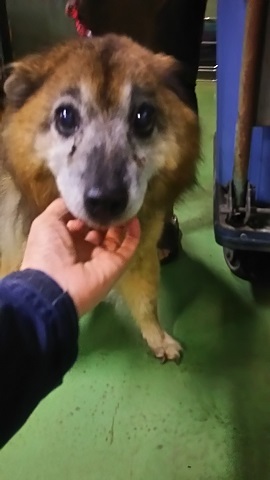 【犬猫・移動先募集】子猫たち、小型犬、老犬(9/15訪問)_f0242002_23151240.jpg