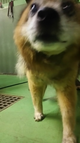 【犬猫・移動先募集】子猫たち、小型犬、老犬(9/15訪問)_f0242002_23151840.jpg