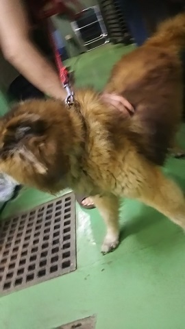 【犬猫・移動先募集】子猫たち、小型犬、老犬(9/15訪問)_f0242002_23153161.jpg