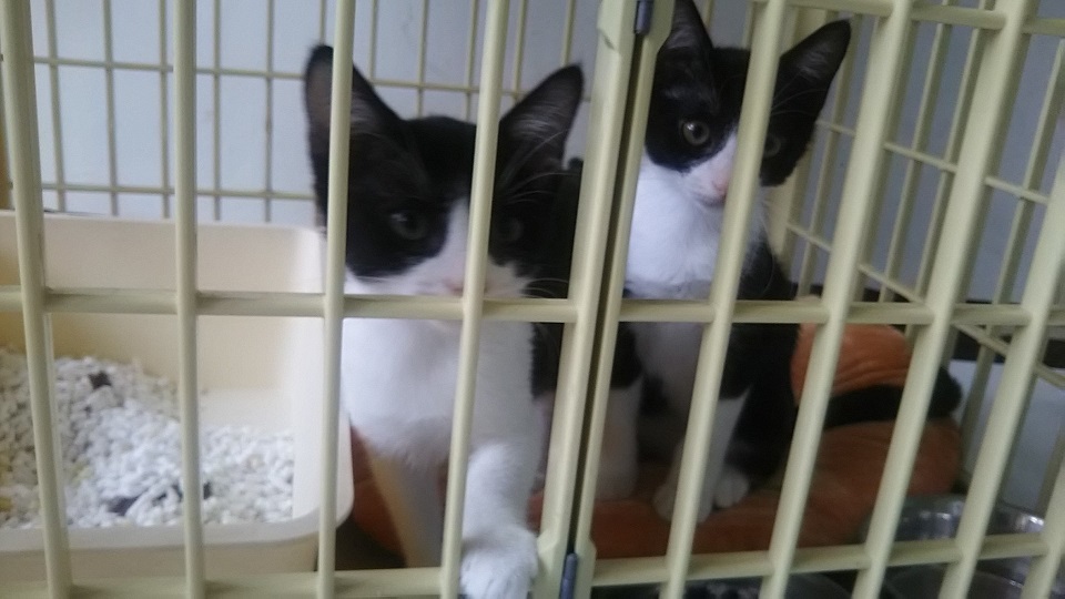 【犬猫・移動先募集】子猫たち、小型犬、老犬(9/15訪問)_f0242002_23175414.jpg