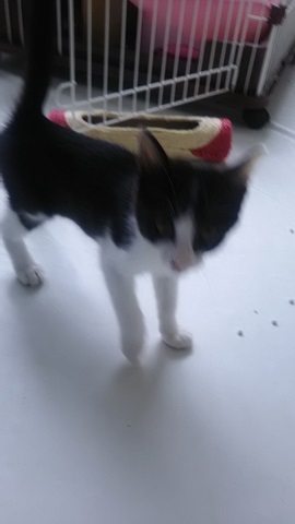 【犬猫・移動先募集】子猫たち、小型犬、老犬(9/15訪問)_f0242002_23180245.jpg
