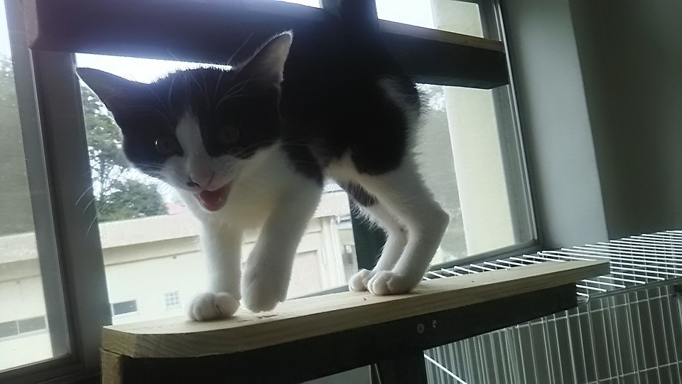 【犬猫・移動先募集】子猫たち、小型犬、老犬(9/15訪問)_f0242002_23180930.jpg