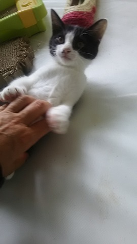 【犬猫・移動先募集】子猫たち、小型犬、老犬(9/15訪問)_f0242002_23183071.jpg
