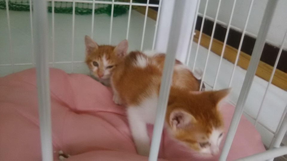 【犬猫・移動先募集】子猫たち、小型犬、老犬(9/15訪問)_f0242002_23220052.jpg