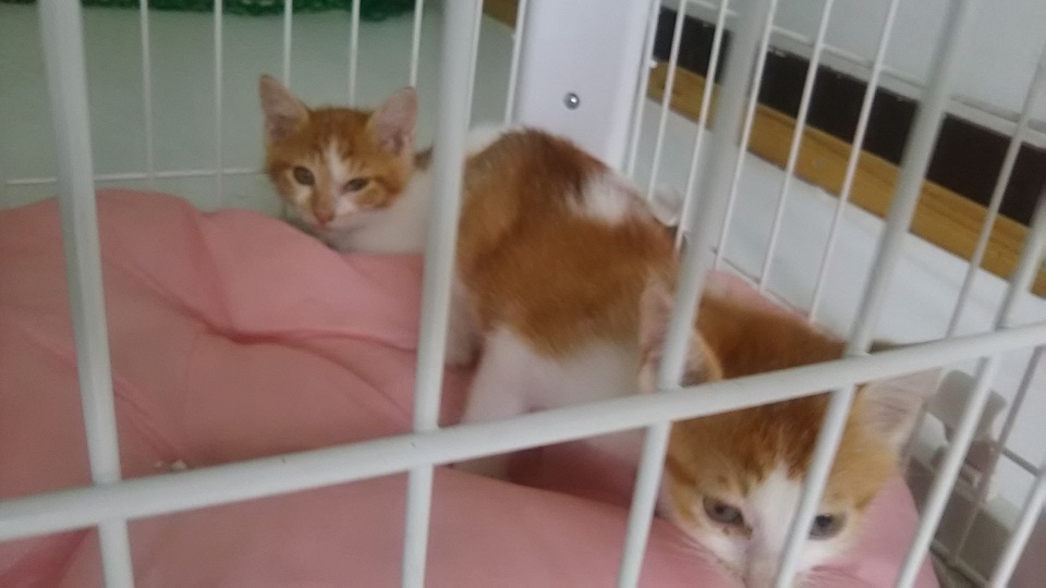 【犬猫・移動先募集】子猫たち、小型犬、老犬(9/15訪問)_f0242002_23231789.jpg
