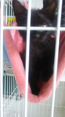 【犬猫・移動先募集】子猫たち、小型犬、老犬(9/15訪問)_f0242002_23244188.jpg
