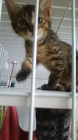 【犬猫・移動先募集】子猫たち、小型犬、老犬(9/15訪問)_f0242002_23244920.jpg