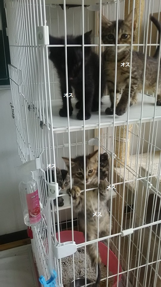 【犬猫・移動先募集】子猫たち、小型犬、老犬(9/15訪問)_f0242002_23250853.jpg