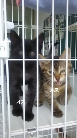 【犬猫・移動先募集】子猫たち、小型犬、老犬(9/15訪問)_f0242002_23253318.jpg