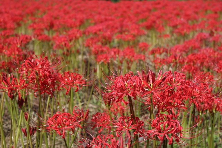 金色の田んぼと紅い曼珠沙華 - 2018年残暑・秩父 -_b0190710_21302901.jpg