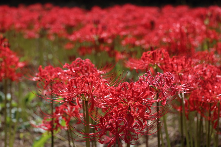 金色の田んぼと紅い曼珠沙華 - 2018年残暑・秩父 -_b0190710_21302979.jpg