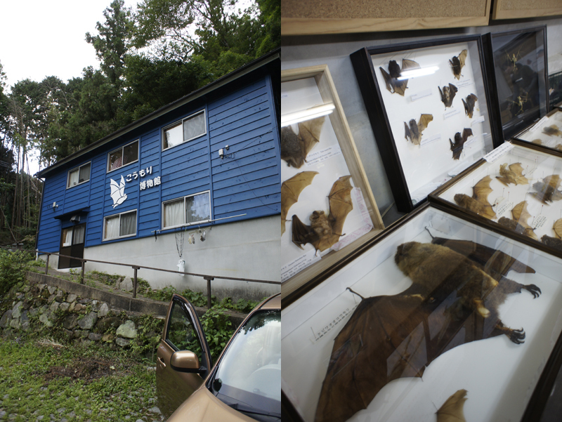 つばめのねぐら入り・司馬遼太郎記念館・こうもり博物館・ならまち糞虫館_f0359911_21565824.jpg