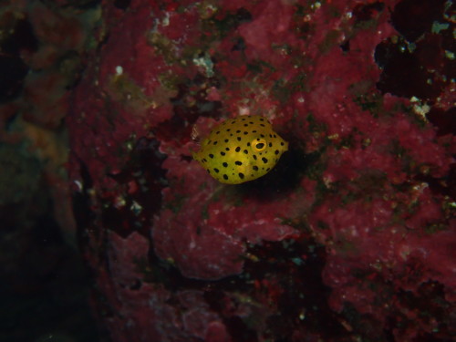 d0070216_17405656.jpg