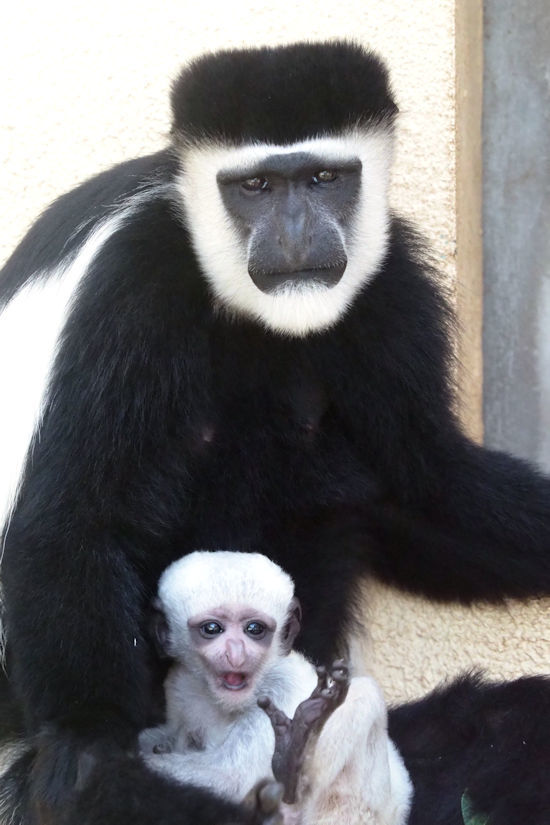 白い赤ちゃん 動物園放浪記 白い赤ちゃん 動物園放浪記