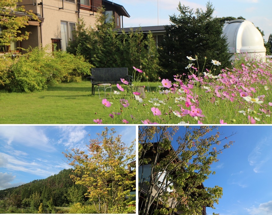 コスモスの庭から 安曇野の風 カフェ 風のいろ