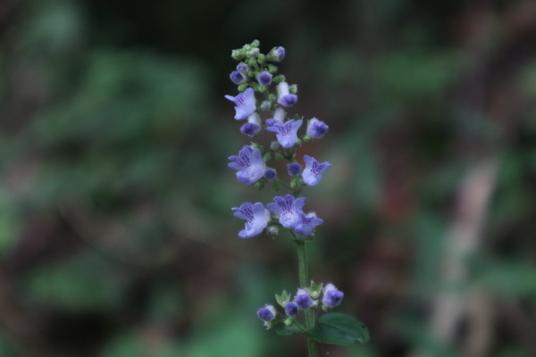 e0272335_1961377.jpg