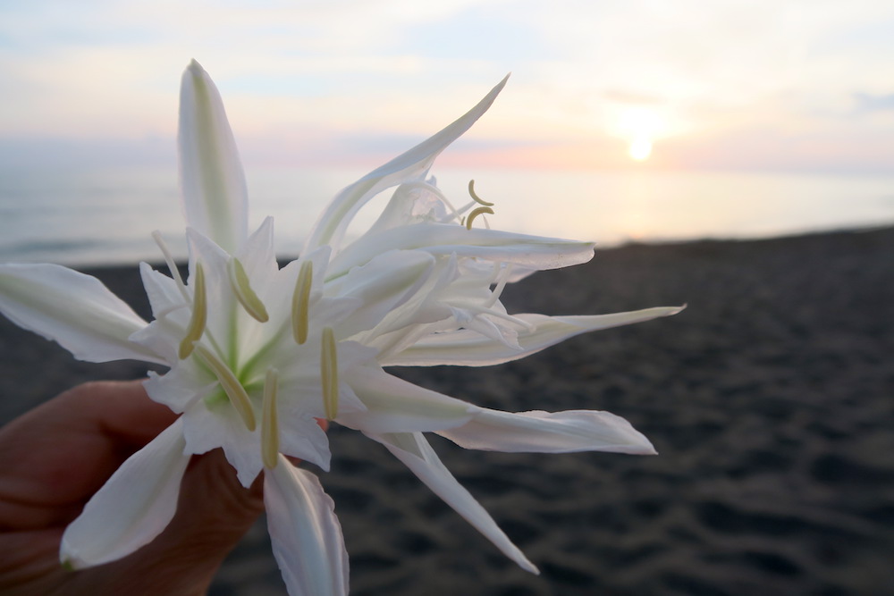 浜のユリ・夕焼けきれいなティレニア海、モンタルト・ディ・カストロ_f0234936_5145287.jpg