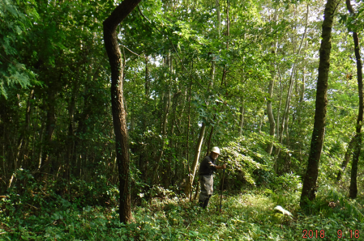 ３０・薪林業のフィールド/大野台地の森_a0051539_20441384.png