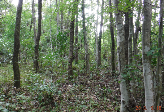 a0051539_20445575.png
