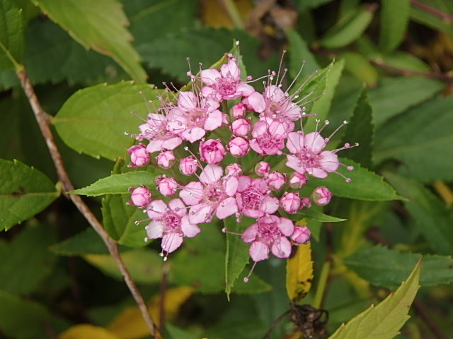 f0334143_8264957.jpg