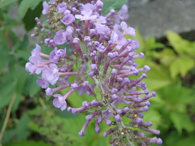 f0334143_8341976.jpg